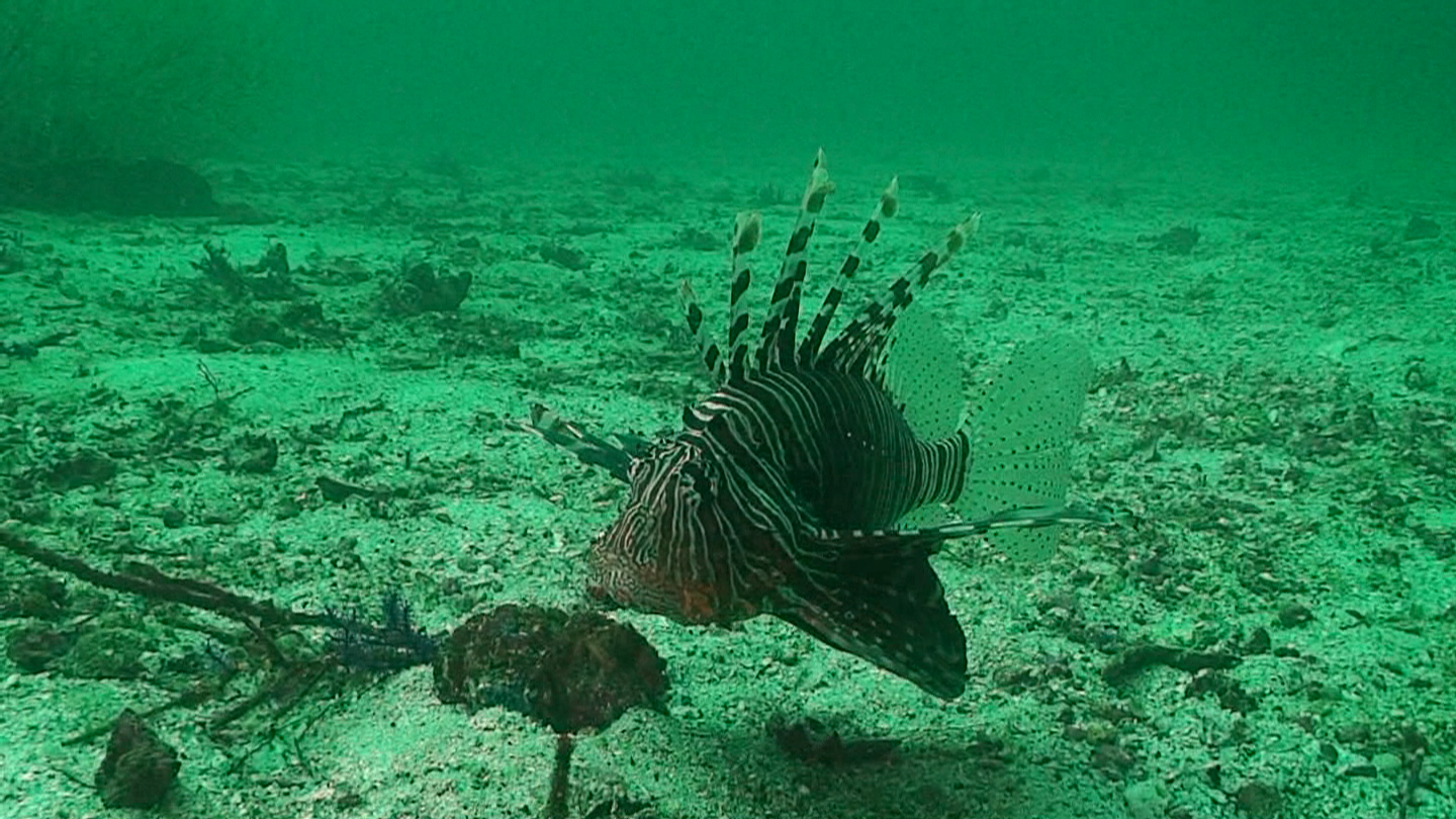 Octopus Rock &amp; Lima Island South, Musandam