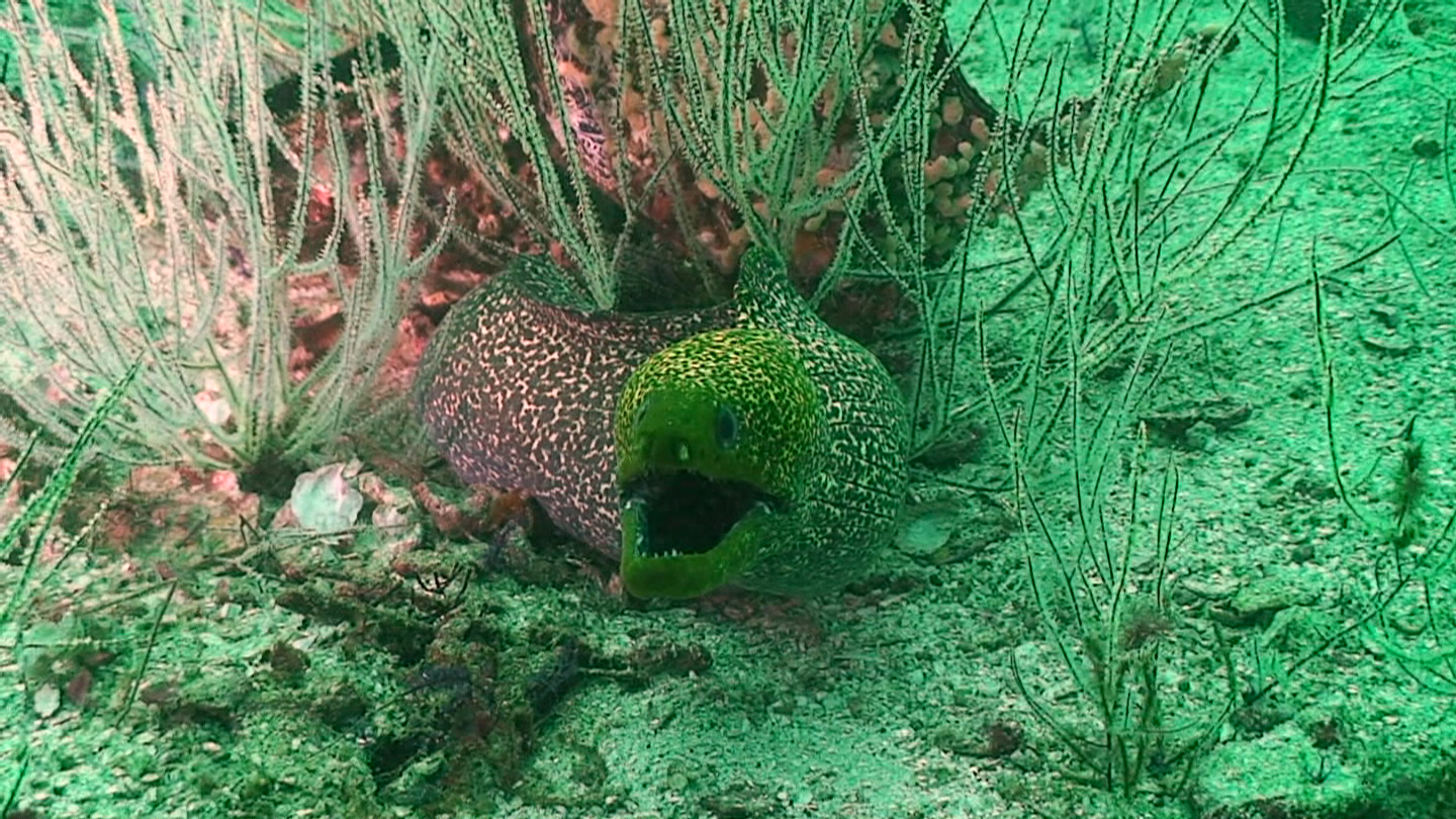 Octopus Rock &amp; Lima Island South, Musandam