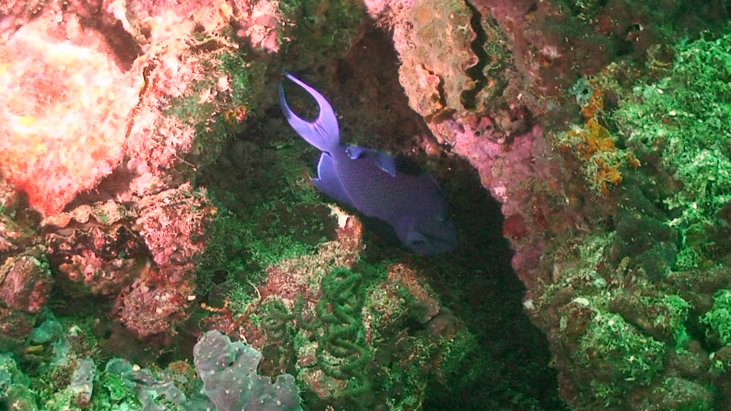 Octopus Rock &amp; Lima Island South, Musandam