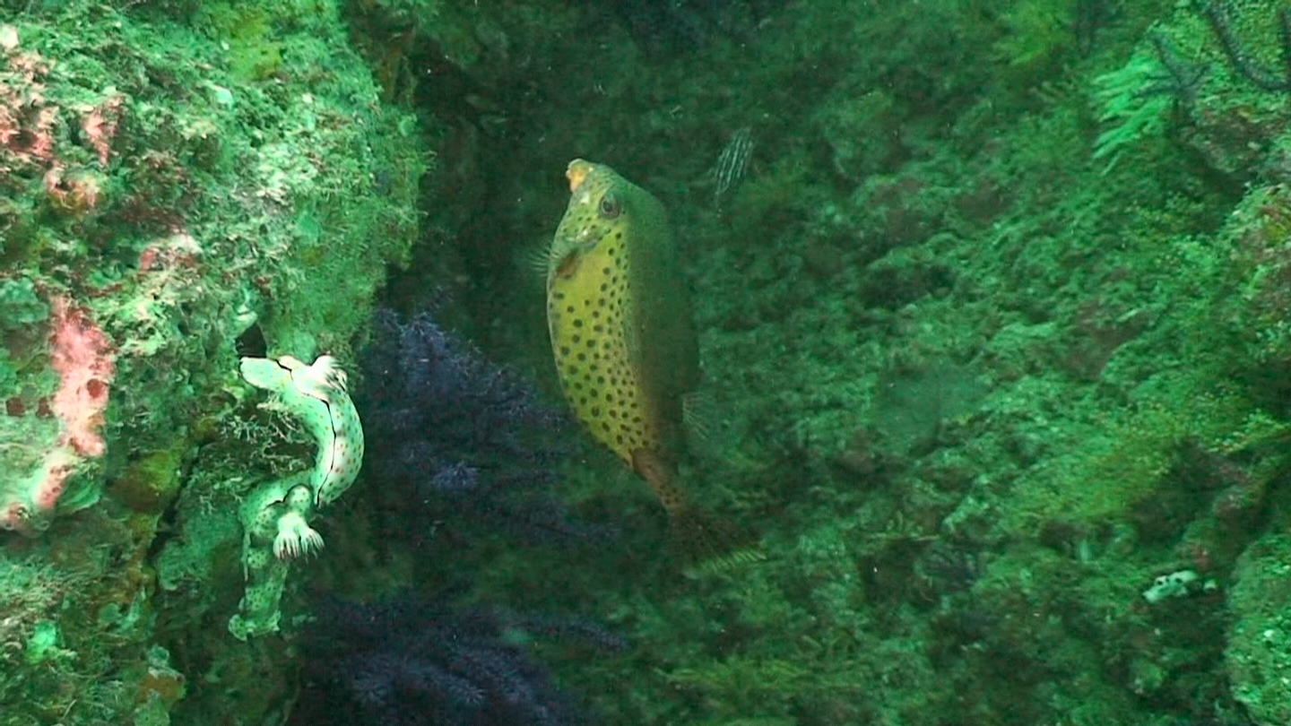 Octopus Rock &amp; Lima Island South, Musandam