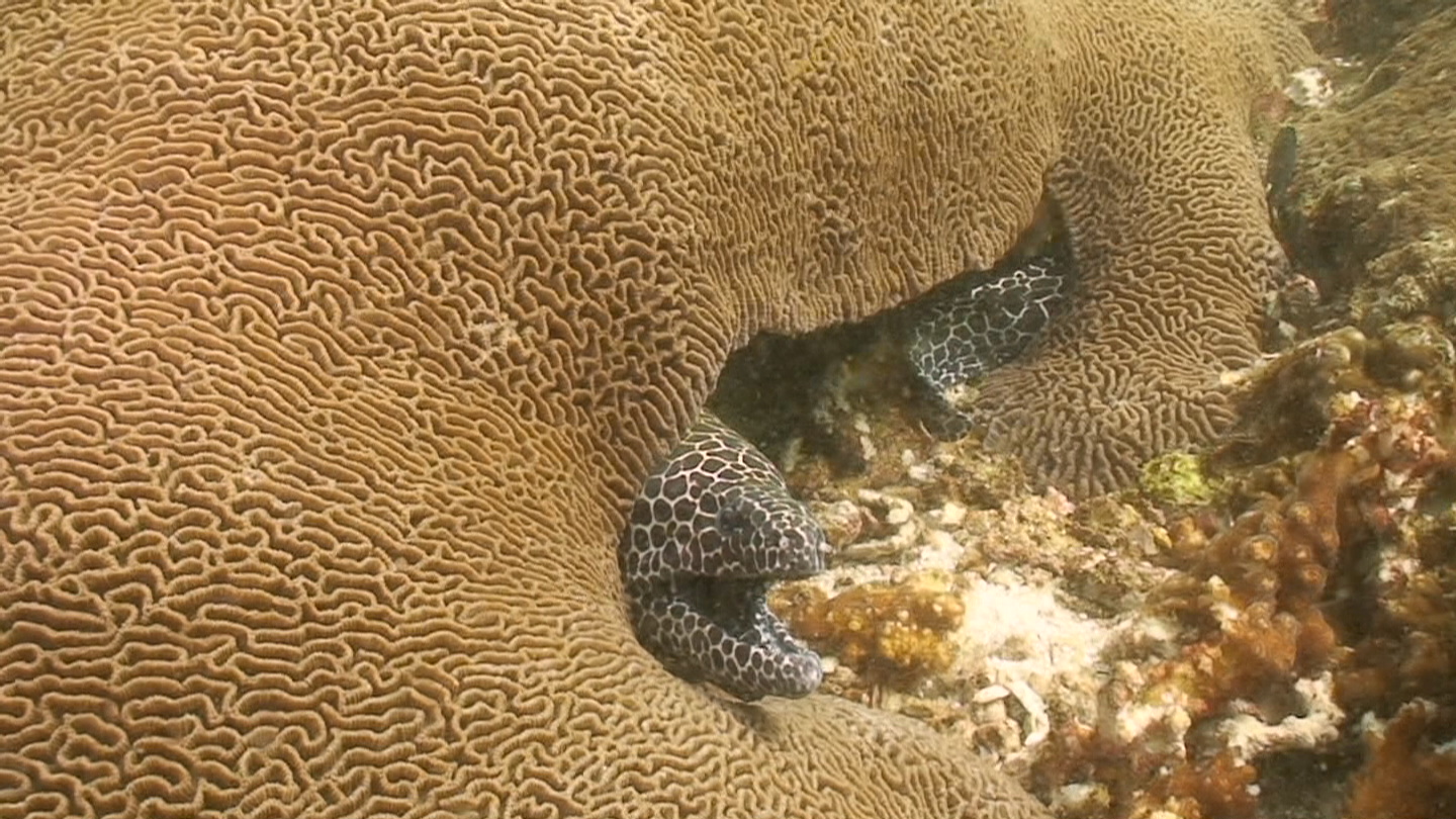 Octopus Rock &amp; Lima Island South, Musandam