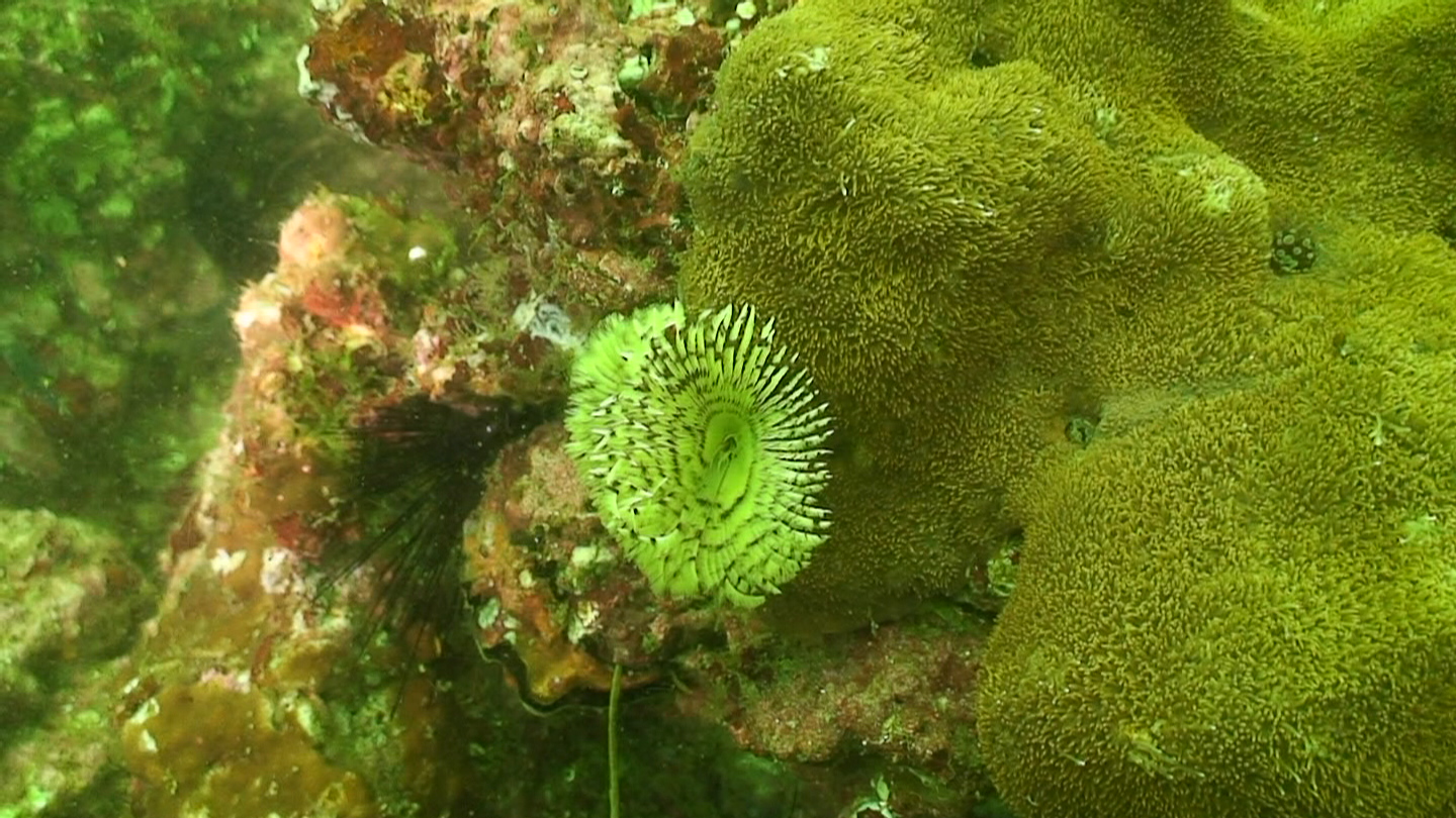 Octopus Rock &amp; Lima Island South, Musandam