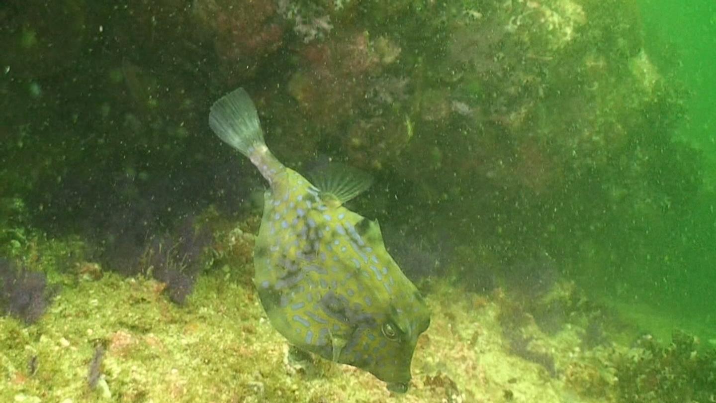 Octopus Rock &amp; Lima Island South, Musandam