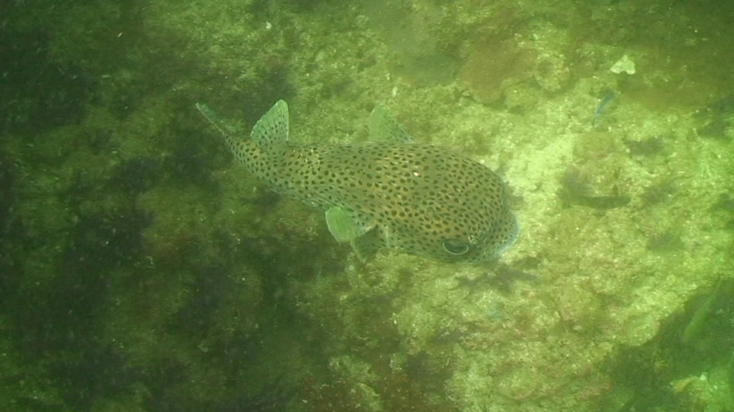 Octopus Rock &amp; Lima Island South, Musandam