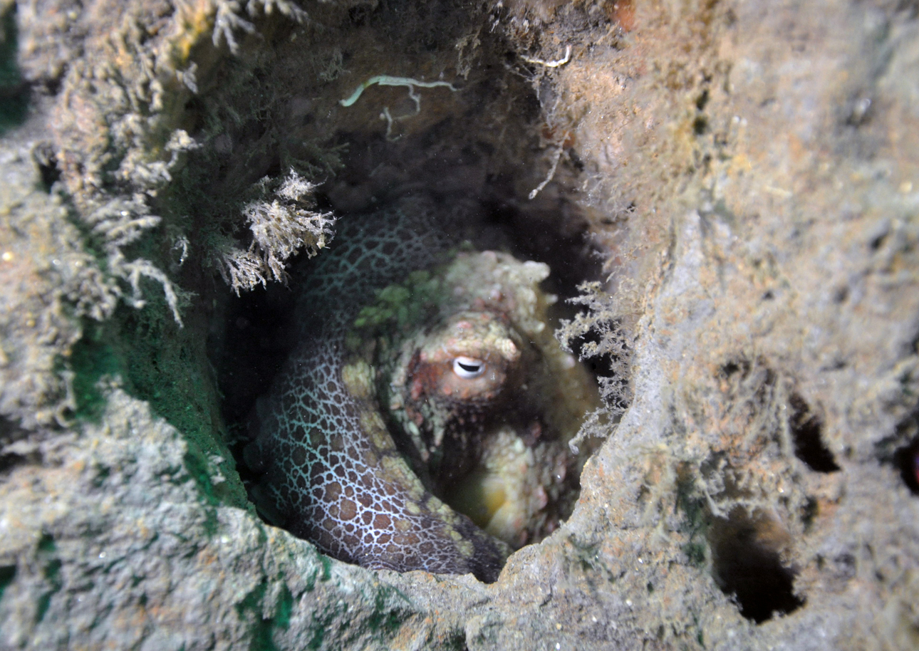 Octopus Rubescens