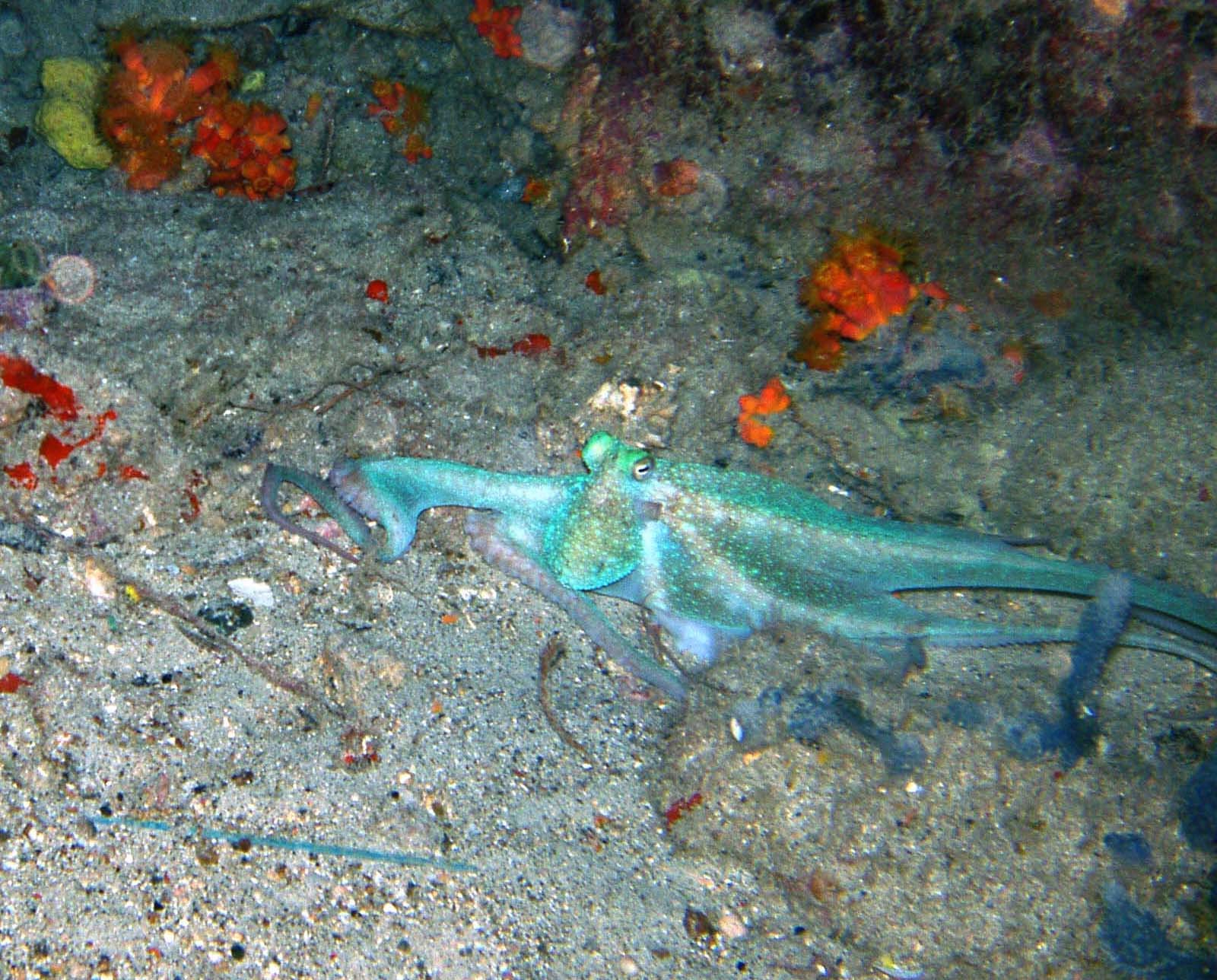 Octopus TownPier Bonaire