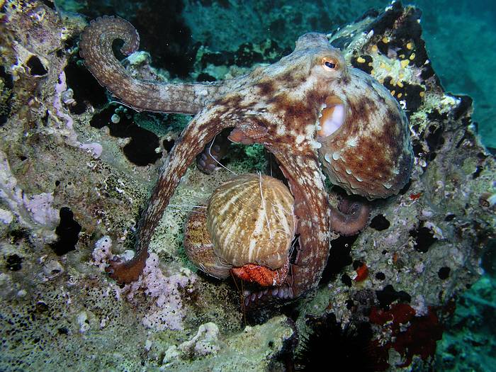 Octopus Vulgaris hunting