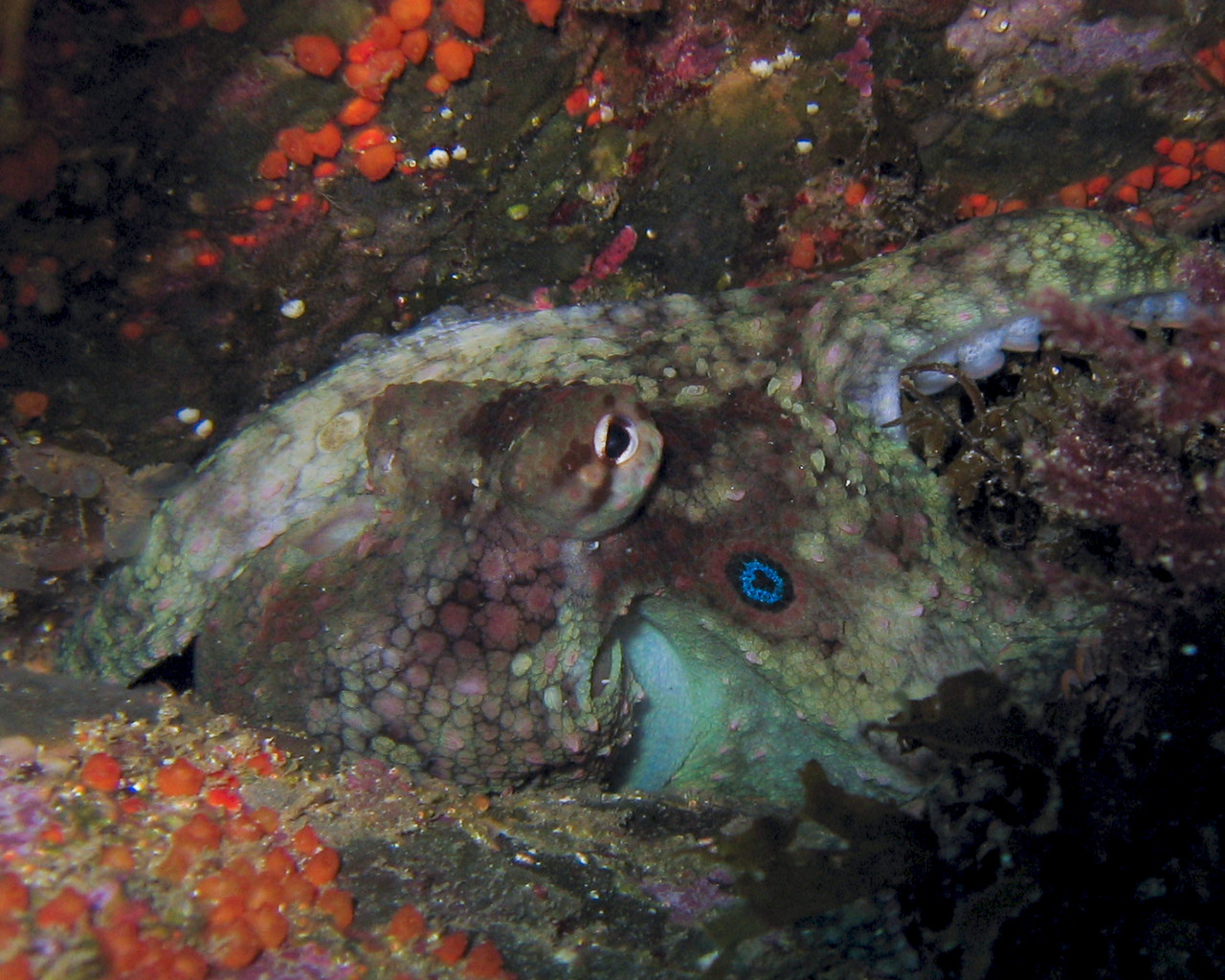 Octopus with a blue ring