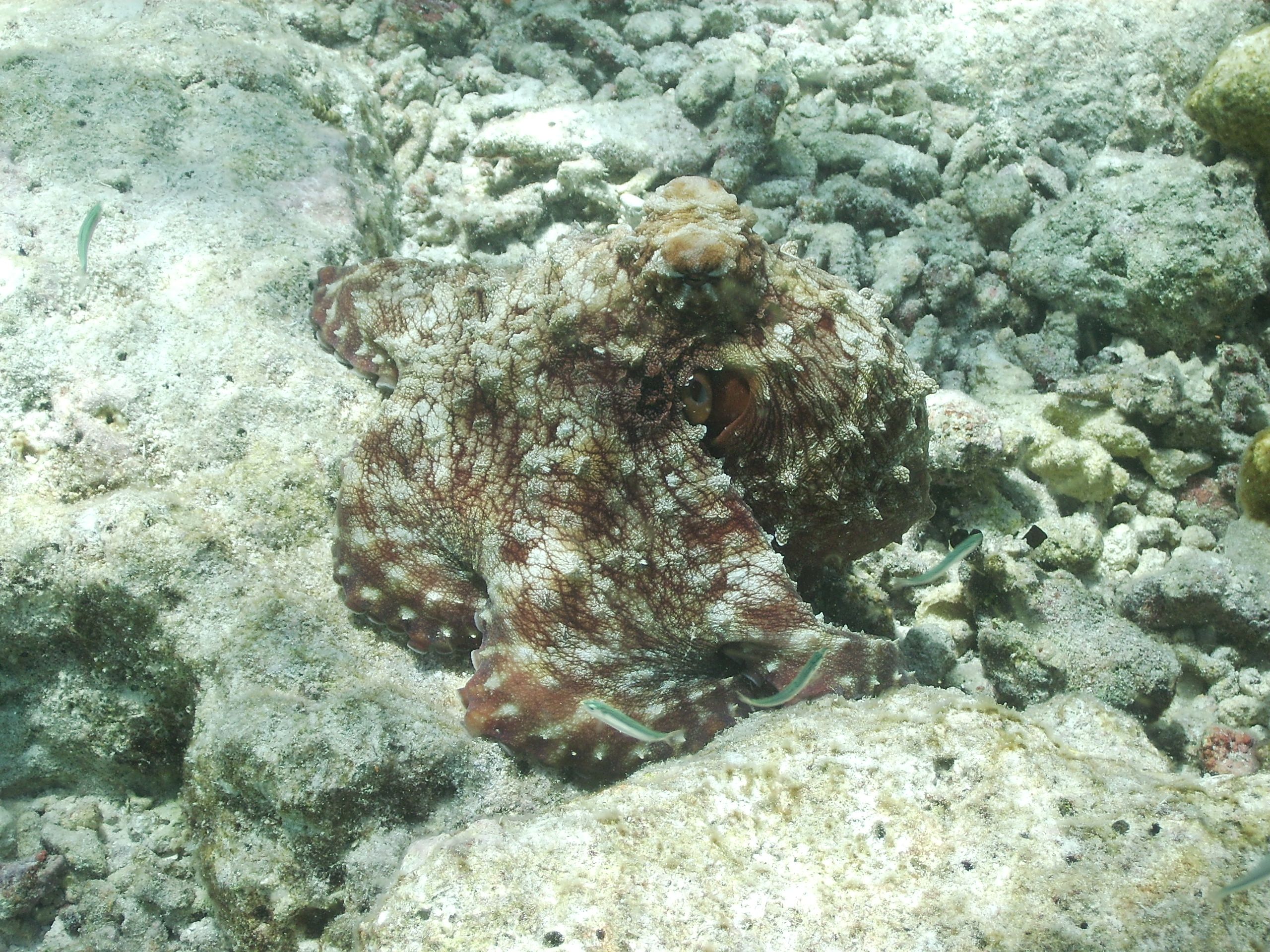 Octopus