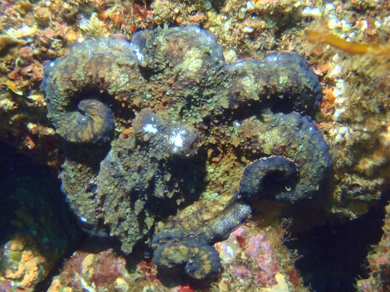 Octopus