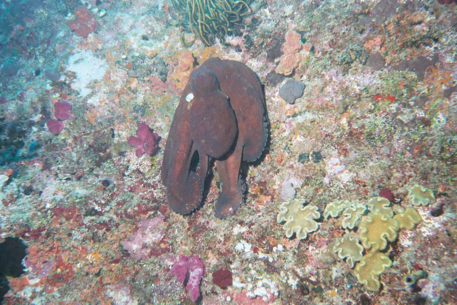 Octopus