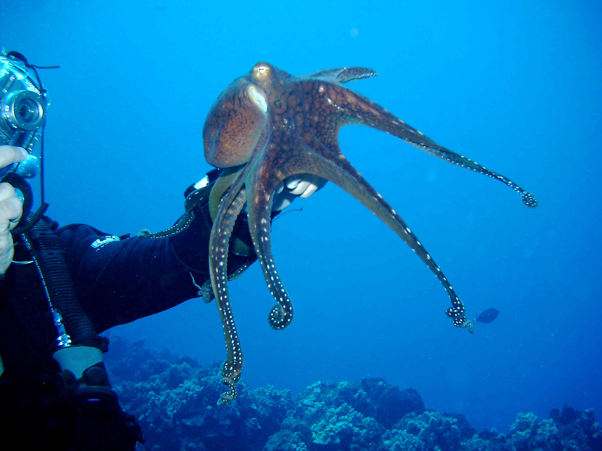 Octopus