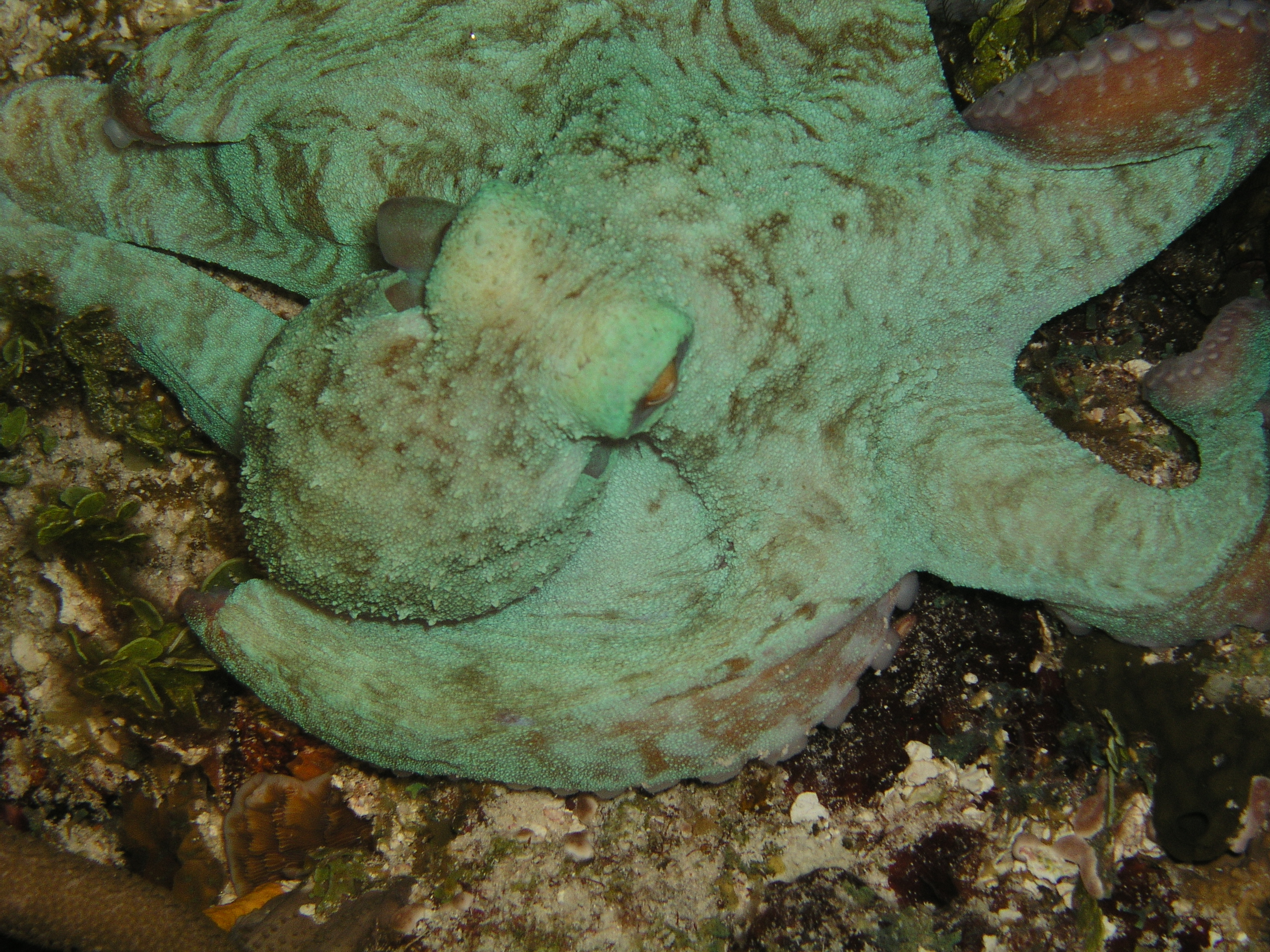 octopus