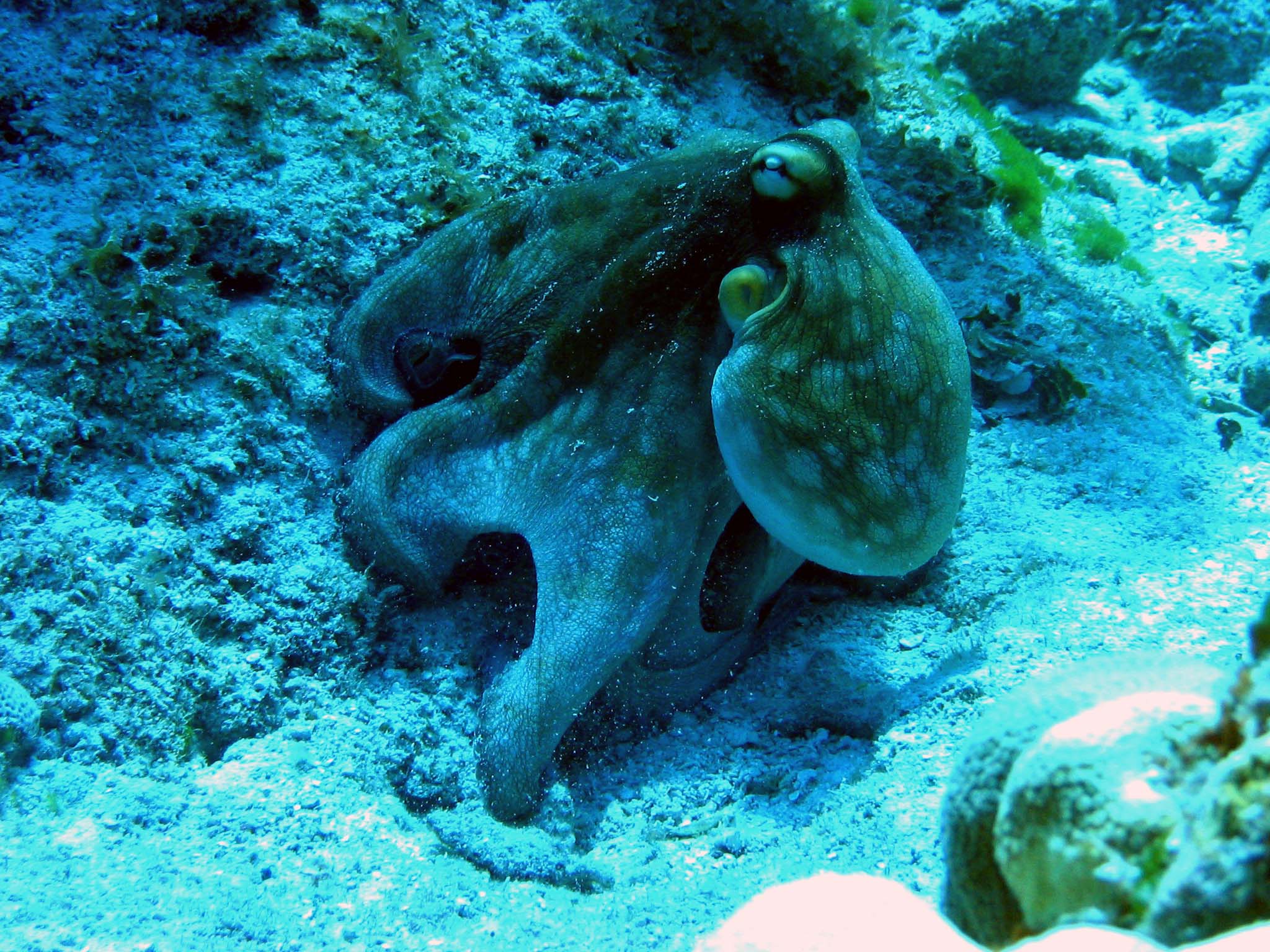 Octopus