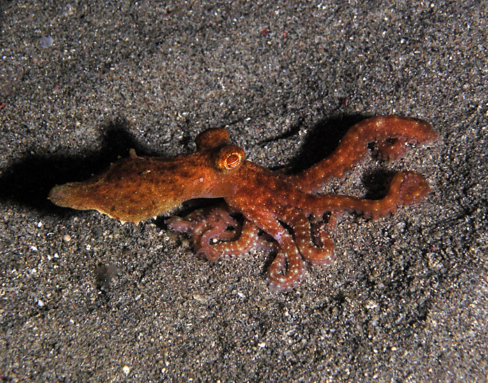 Octopus