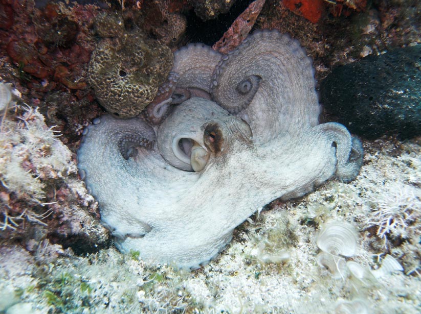 octopus