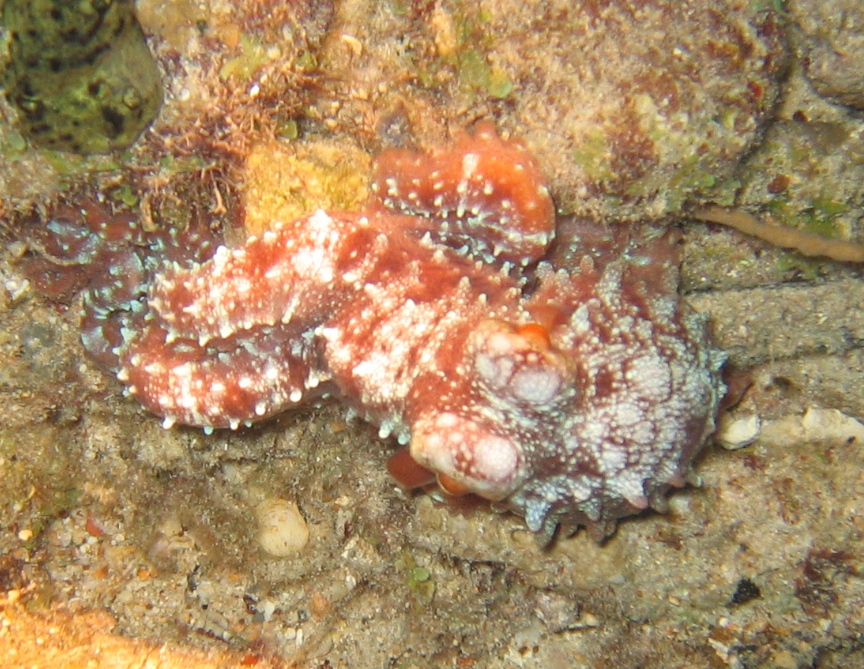 Octopus_
