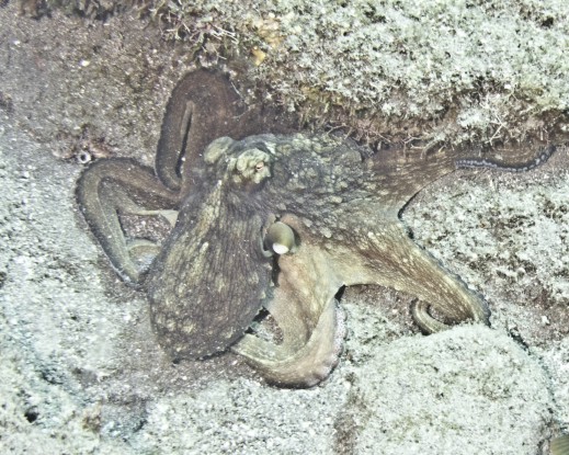Octopus_11
