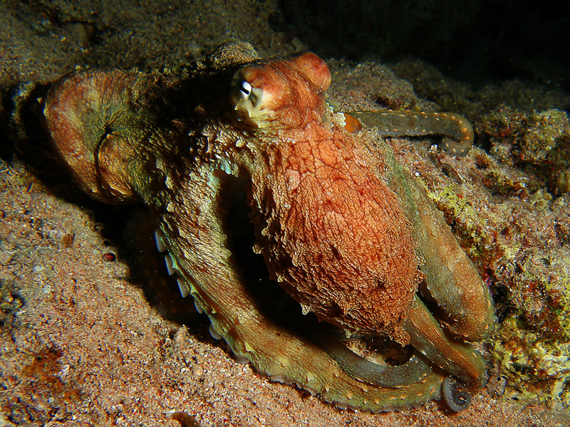 octopus_32