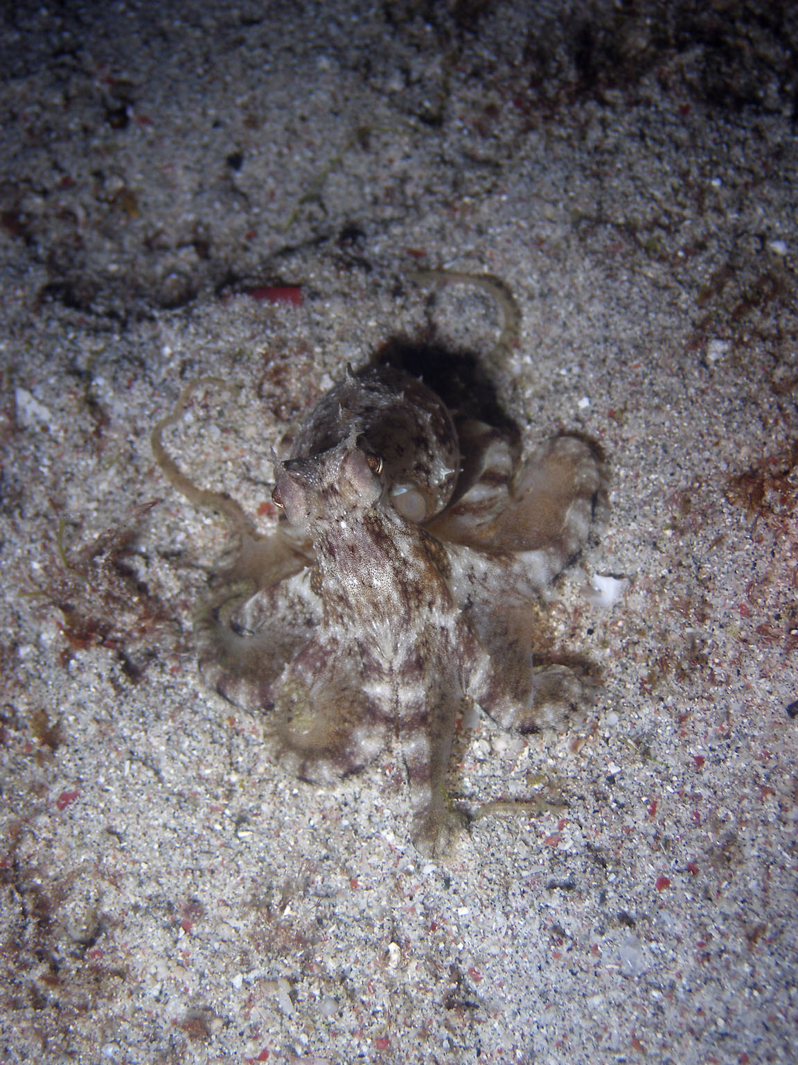 octopus_sp