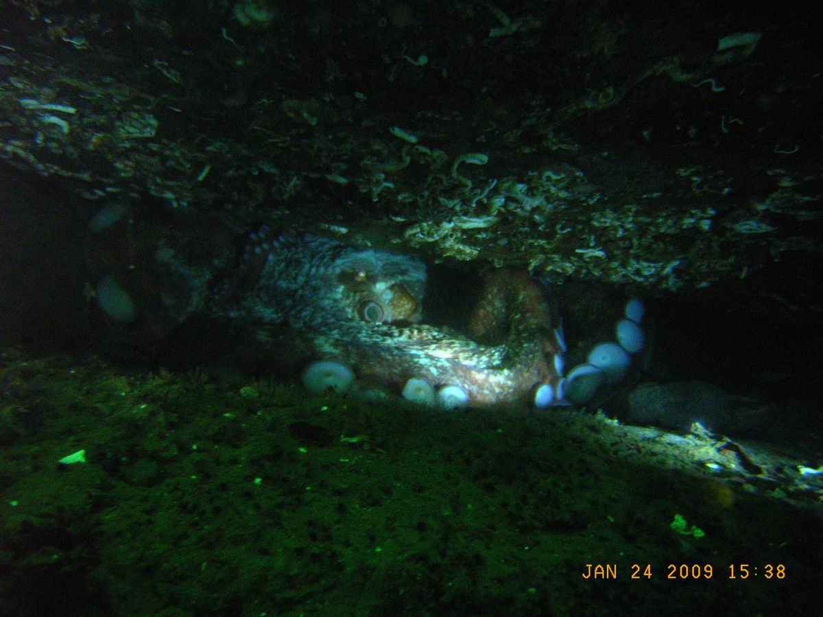 Octopus_under_ledge_1-24-09_
