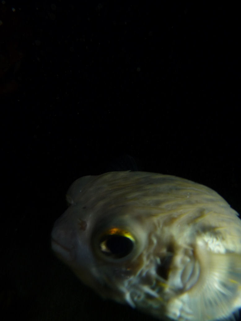 Odd picture of Diodon nichthemeris (globefish) at night