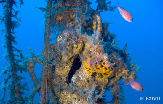 Ogliastra wrecks