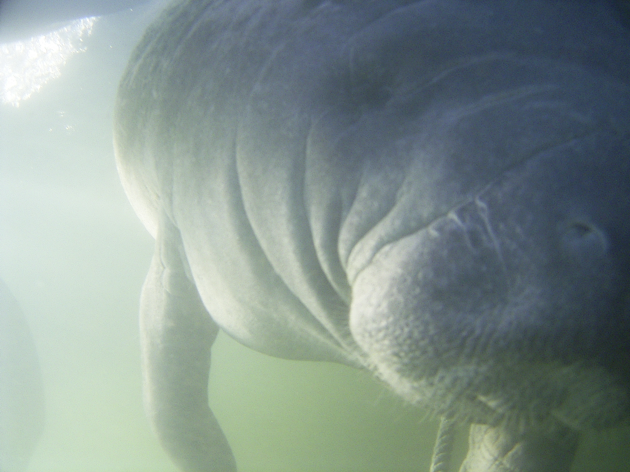 Oh! the huge manatee