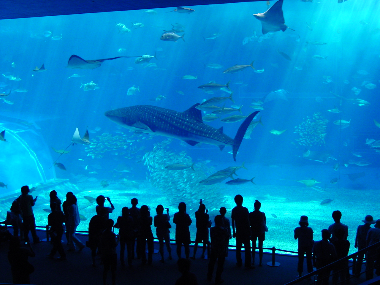 Okinawa Aquarium