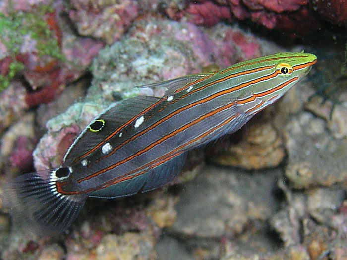 Old Glory Goby