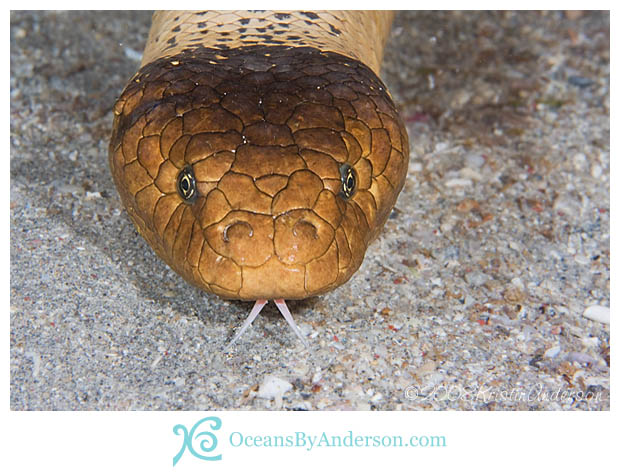 Olive sea snake
