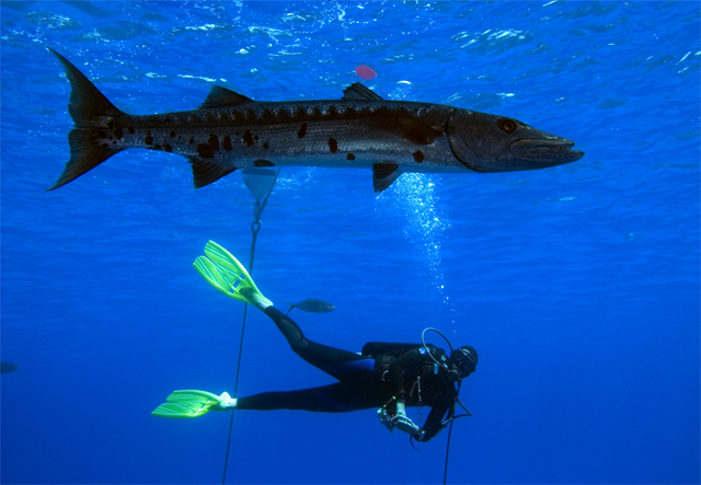 One Big Barracuda!