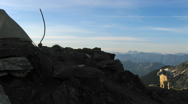 One-Horned Mountain Goat on top of Rock Mt.