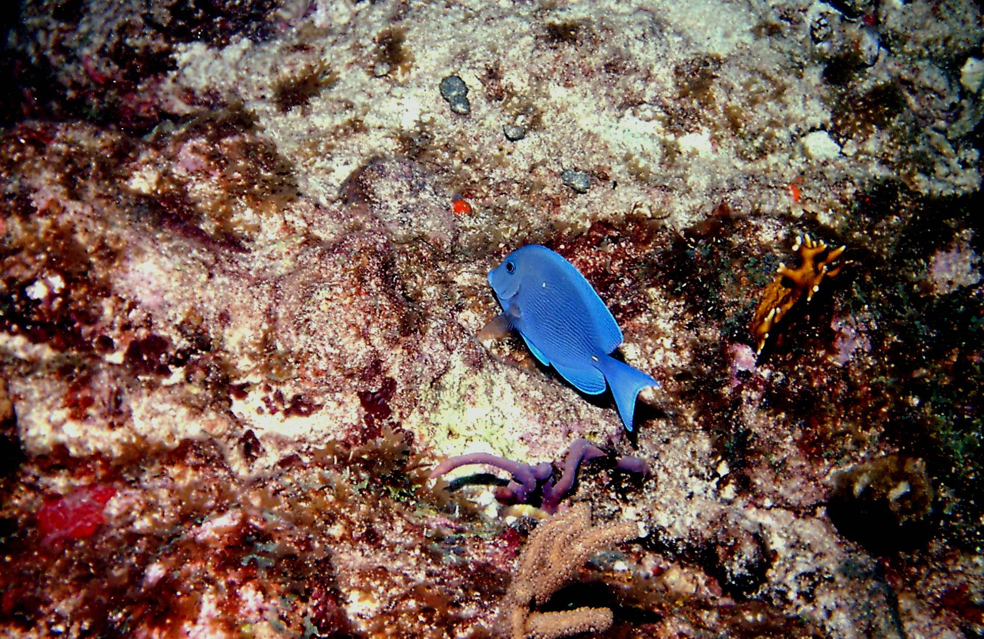 OneBlueFish
