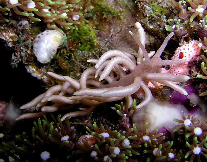 Oodles of Noodles Nudi