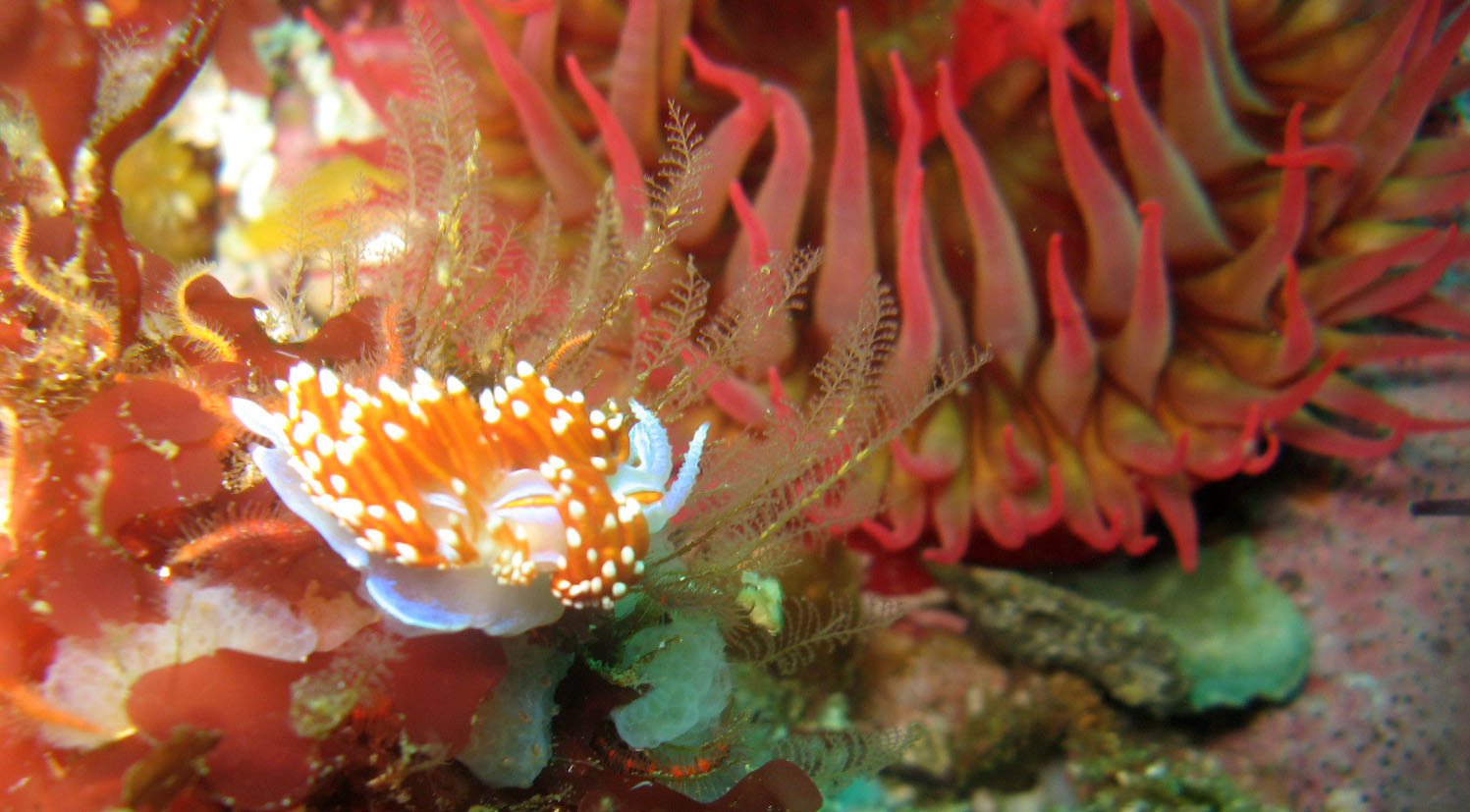 Opalescent Nudibranch (hermissenda crassicornis) under Rose Anemone