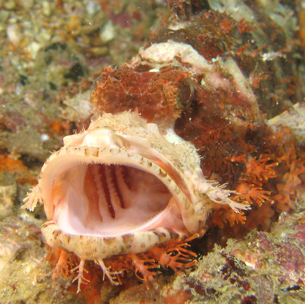 Open-mouthed Scorpionfish