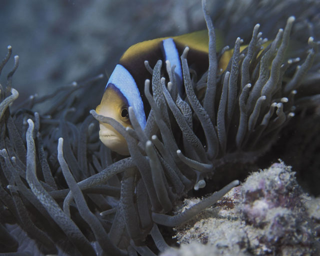 Orange and Black Anemone Fish