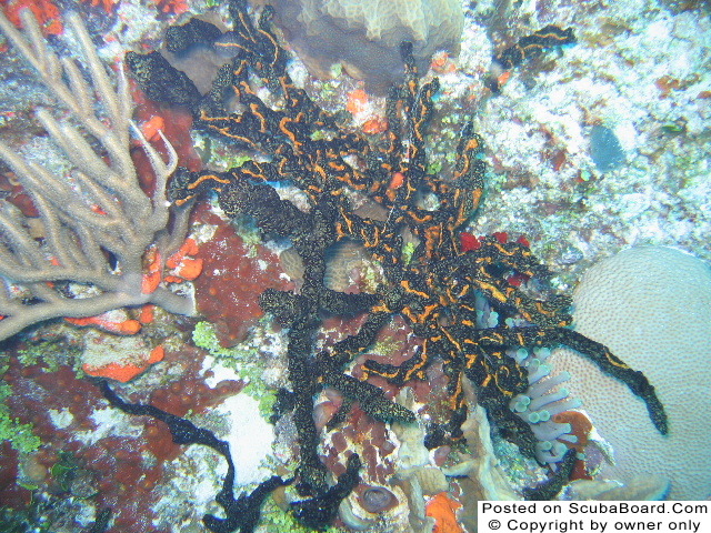 Orange and black coral