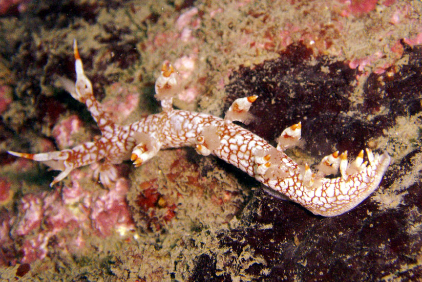 Orange and White Nudibranch