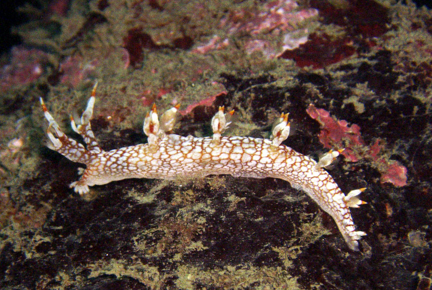 Orange and White Nudibranch