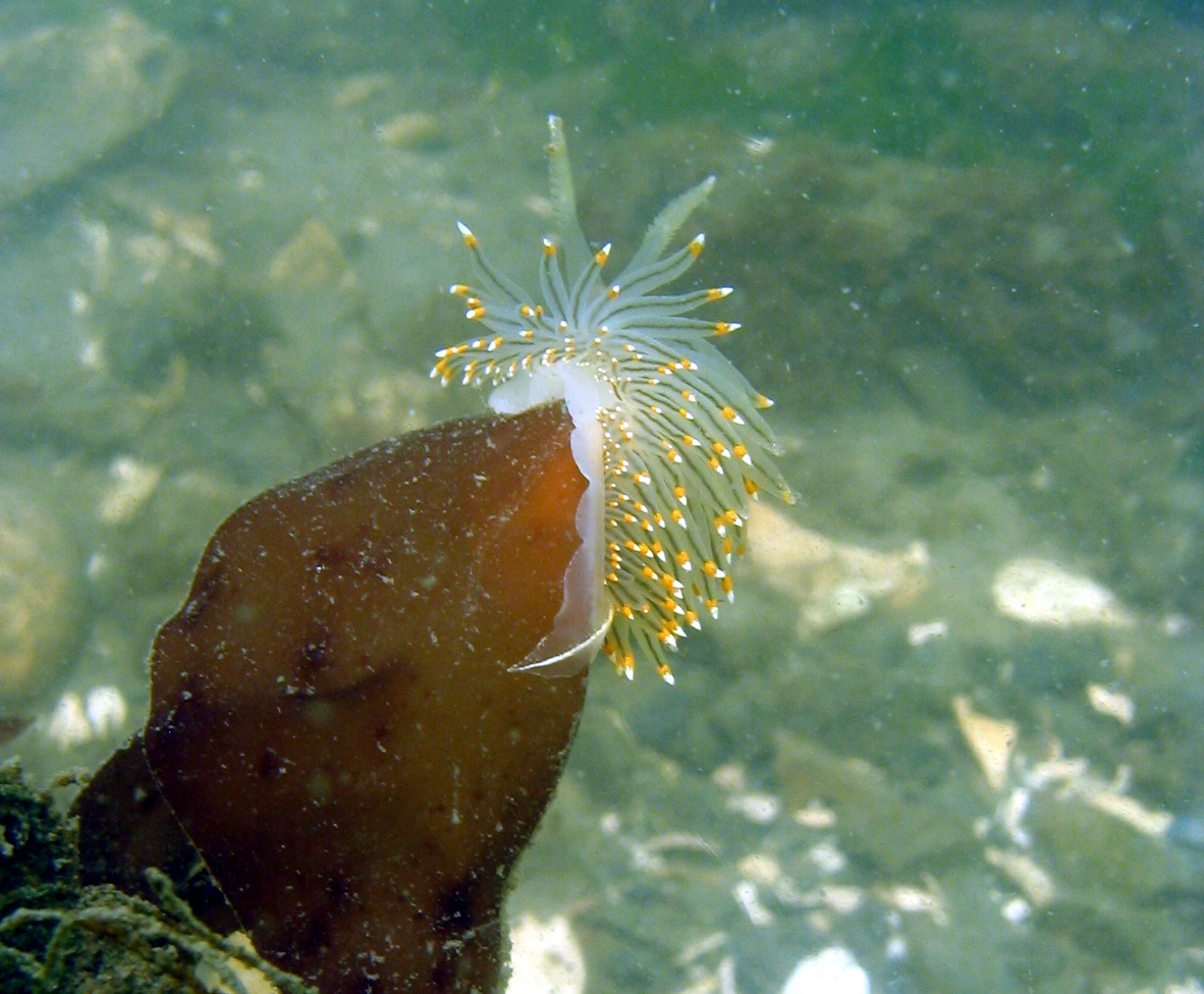 orange and white tipped nudibranch