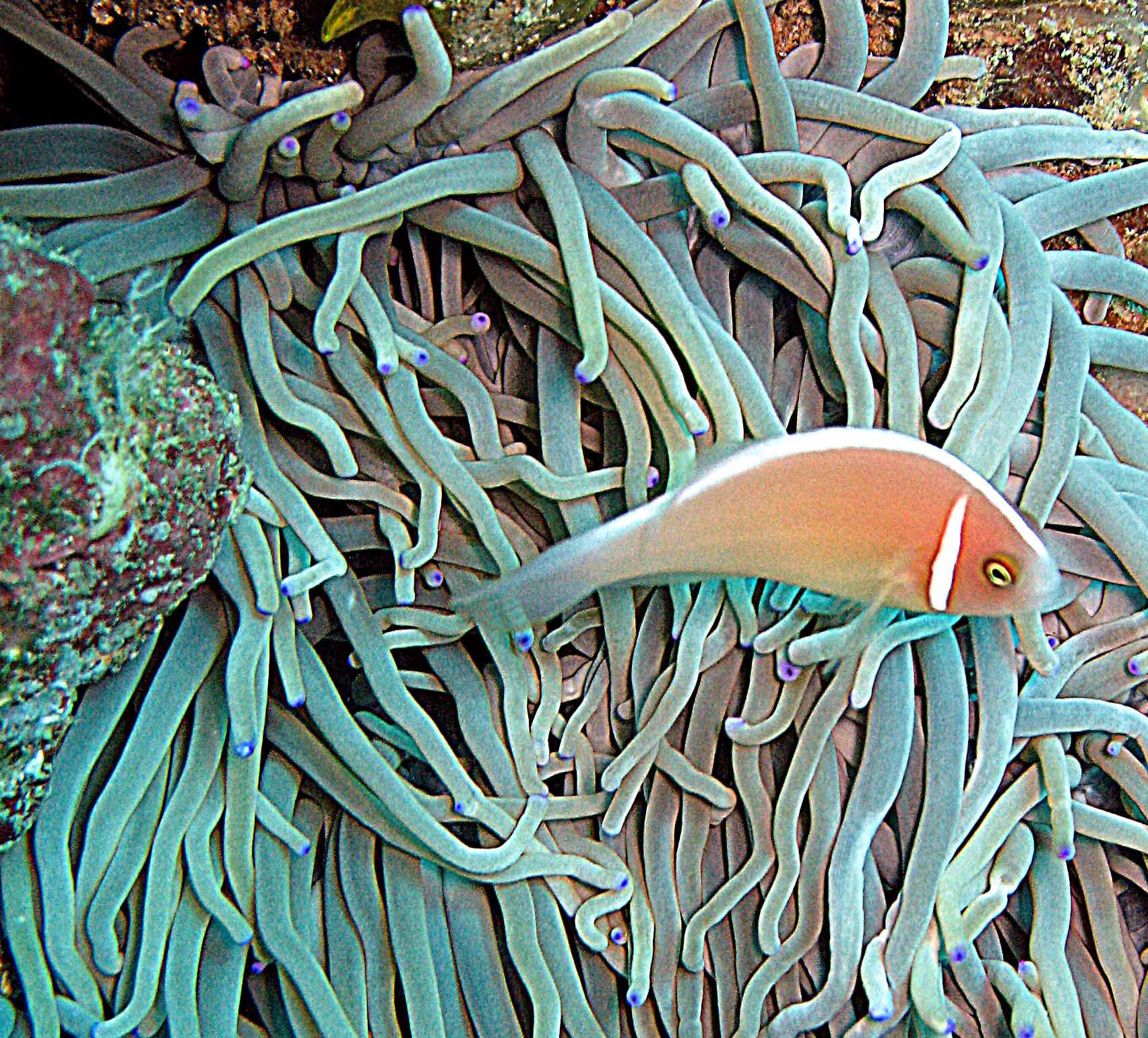 Orange Anemone Fish