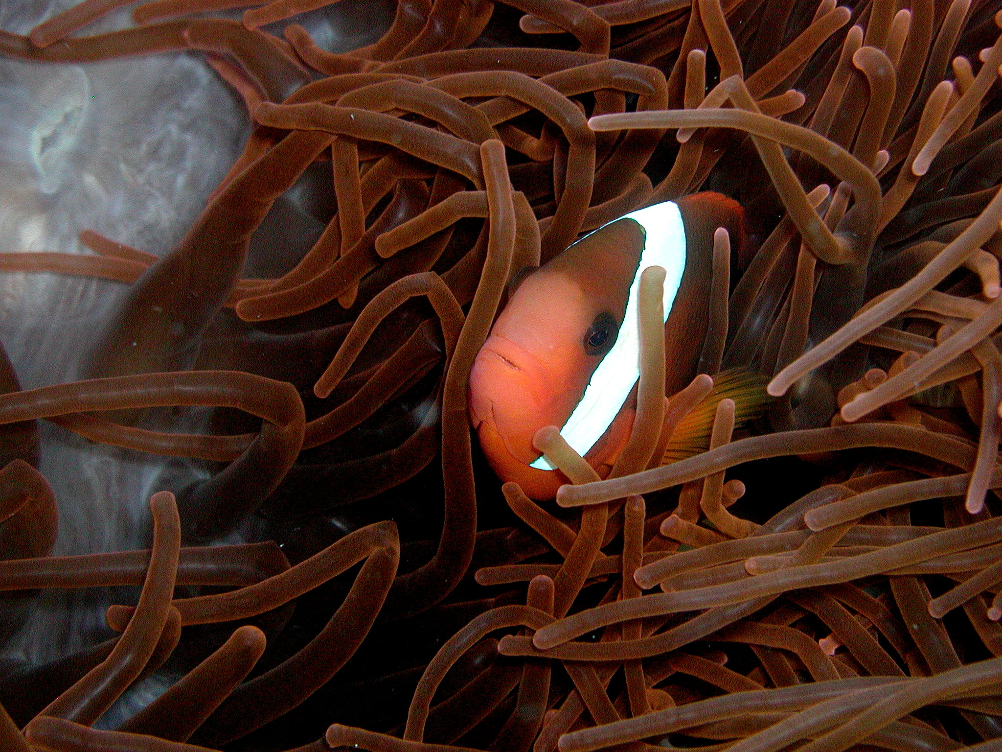 Orange Anemone