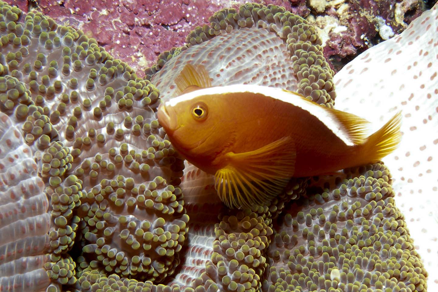 Orange Anemonefish - Amphiprion sandaracinos