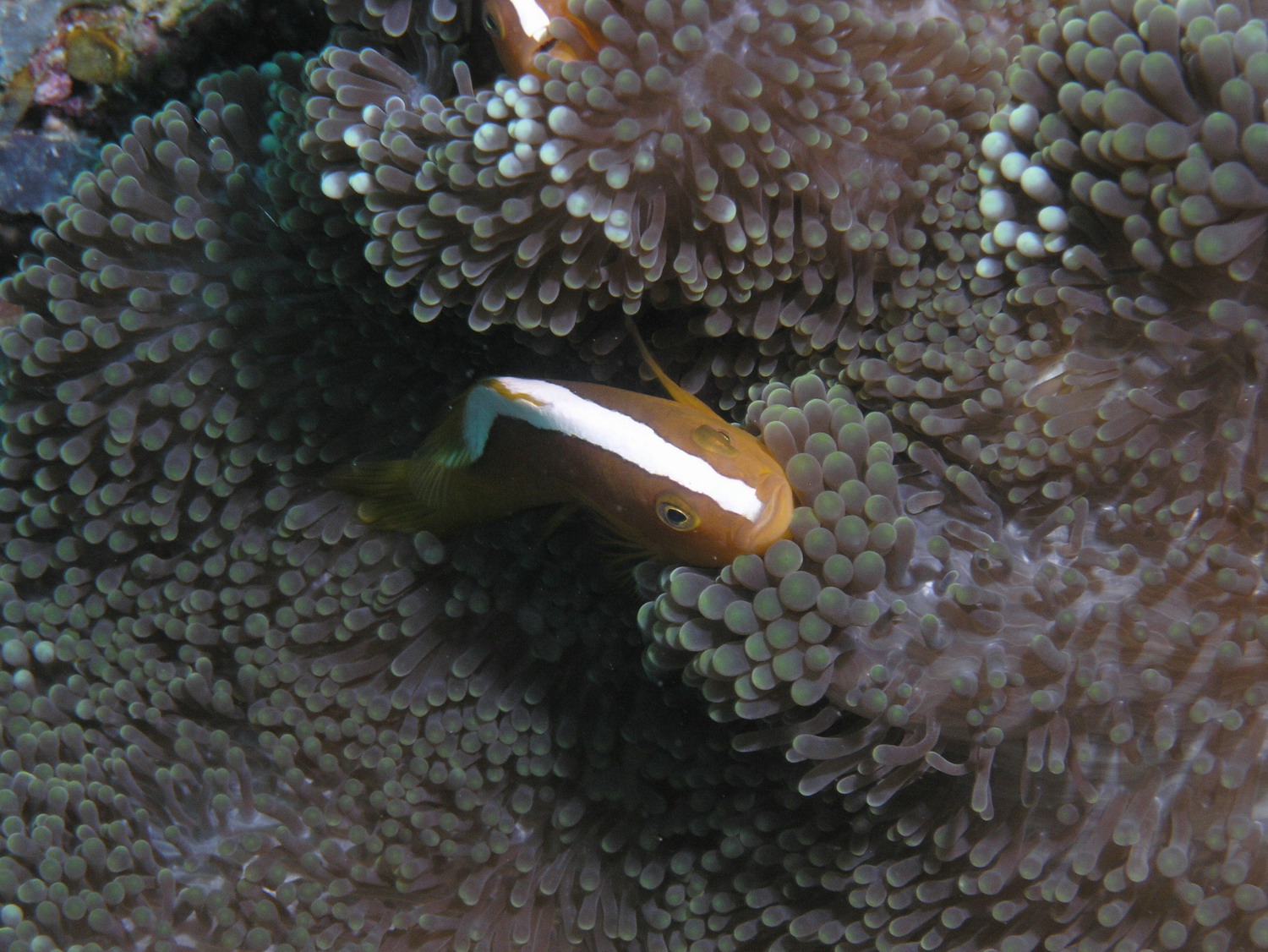 Orange Anemonefish