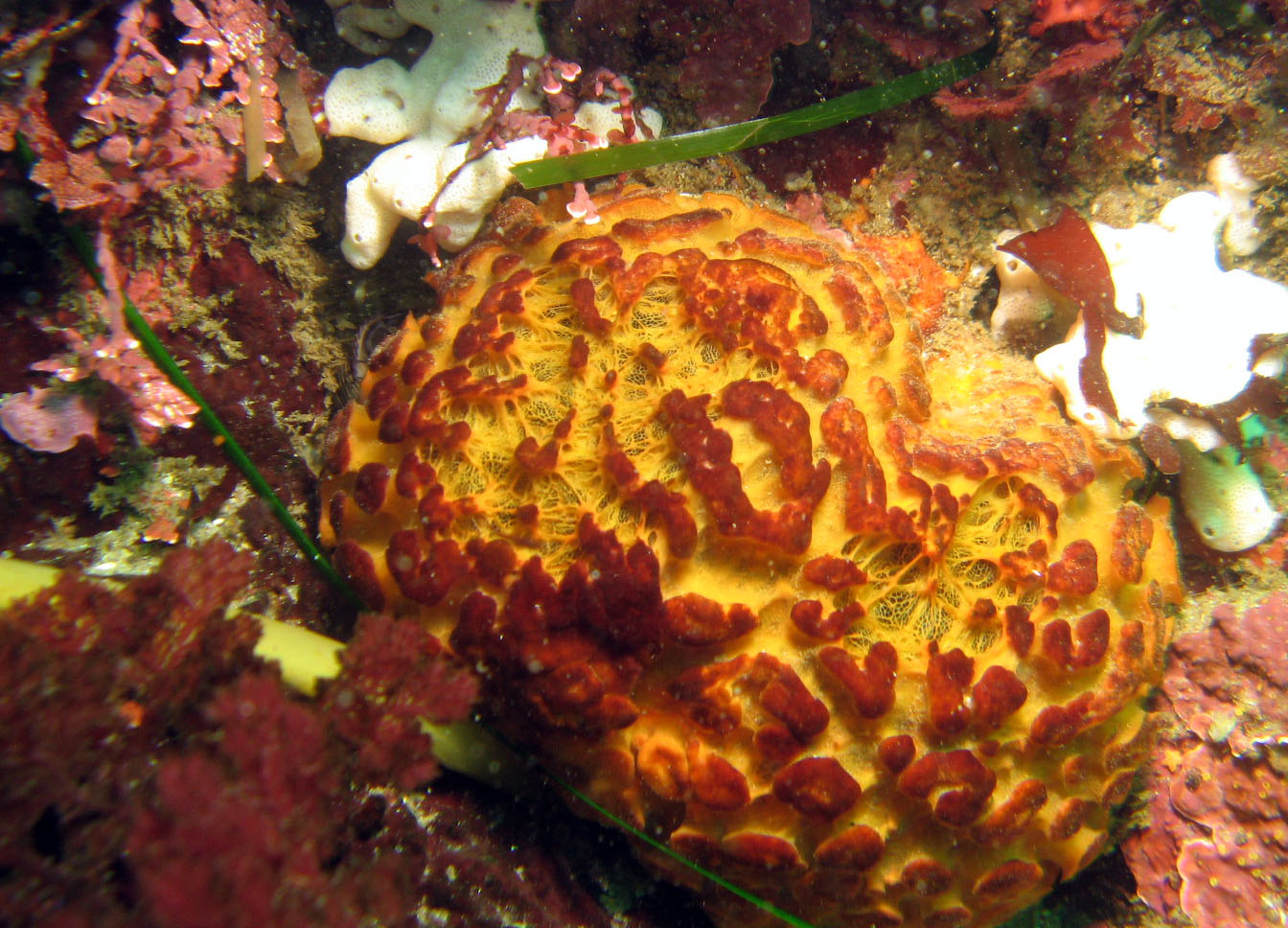 Orange-ball Sponge