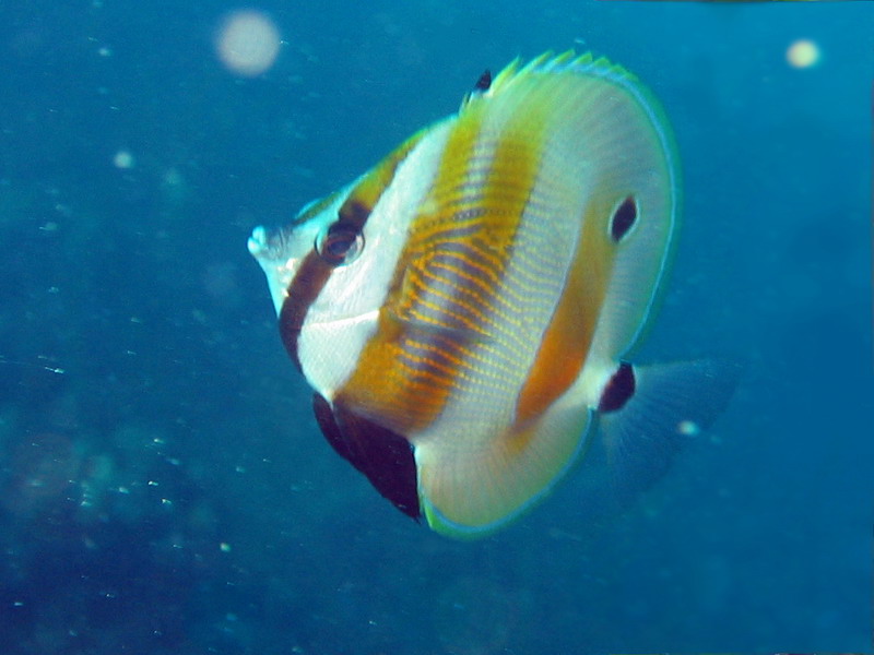 Orange Banded Butterflyfish