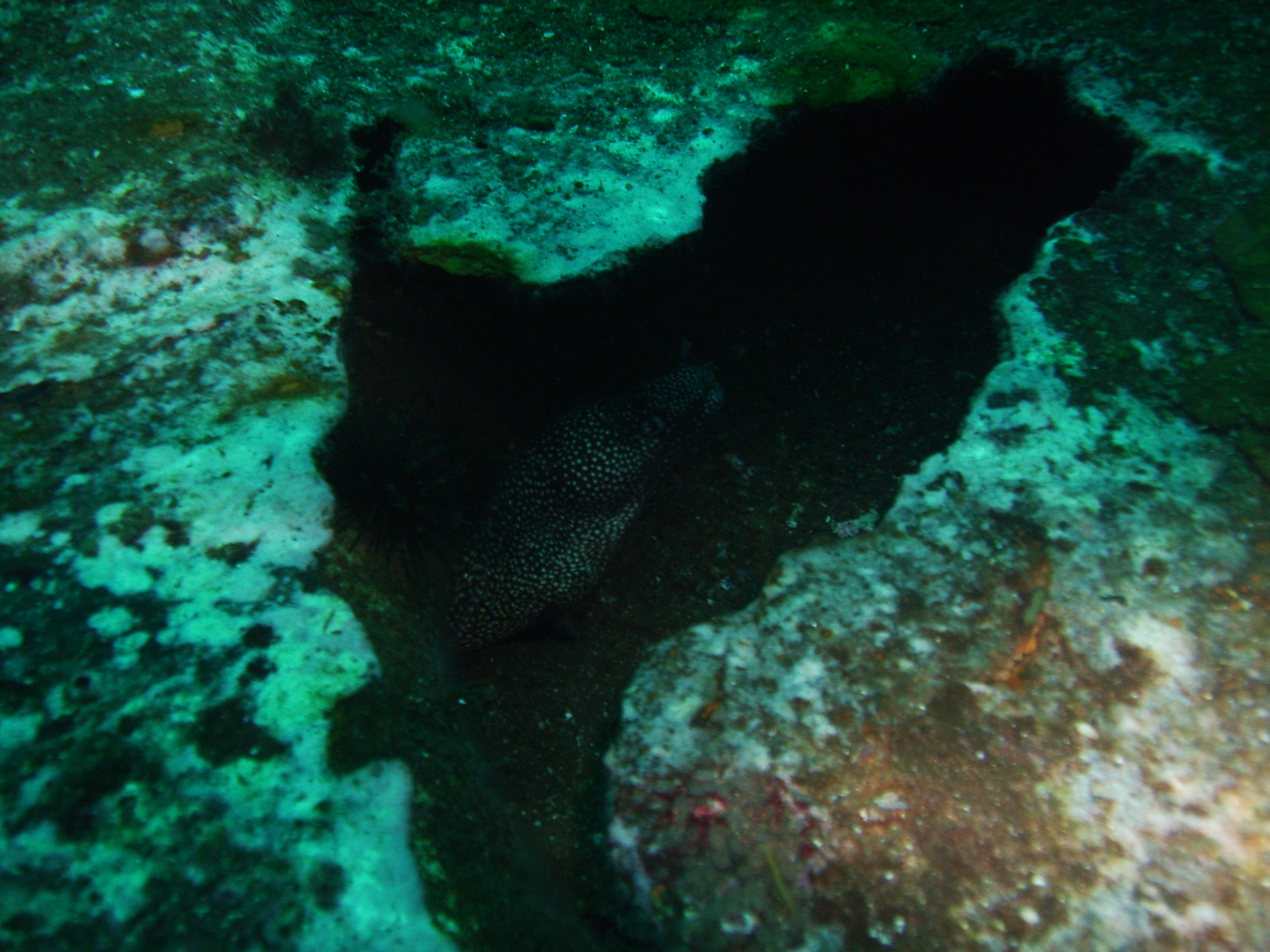 Orange Beach Alabama Eel