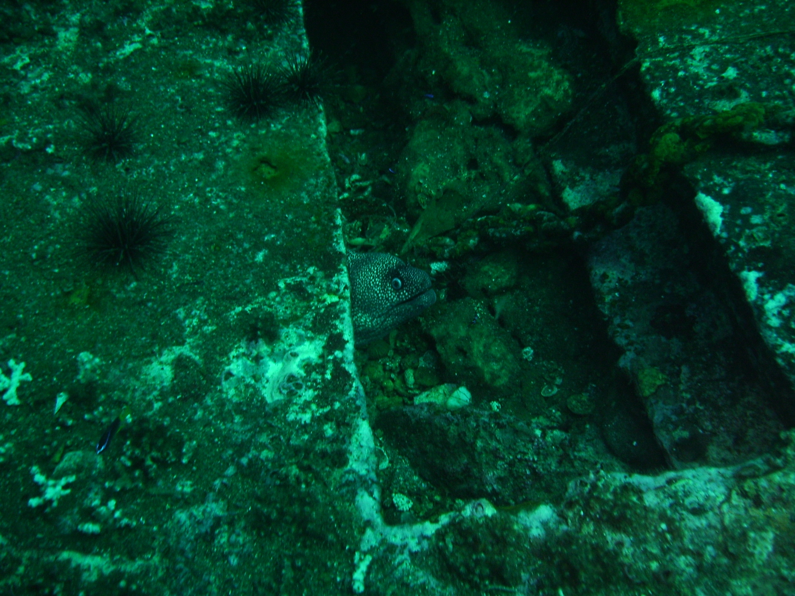 Orange Beach Alabama Eel